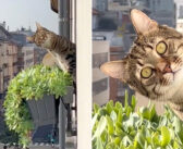 バルコニーで隣に住む猫と気まずい遭遇を果たした男性。真剣な眼差しでジッと見つめてくる猫の様子が妙に面白かった♪