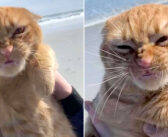 初めて訪れたビーチがとっても気に入った猫さん。でも強い海風は好きではなかったようで、もの凄い表情に ( ﾟДﾟ)！