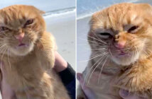 風で顔が変わった猫