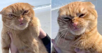 風で顔が変わった猫