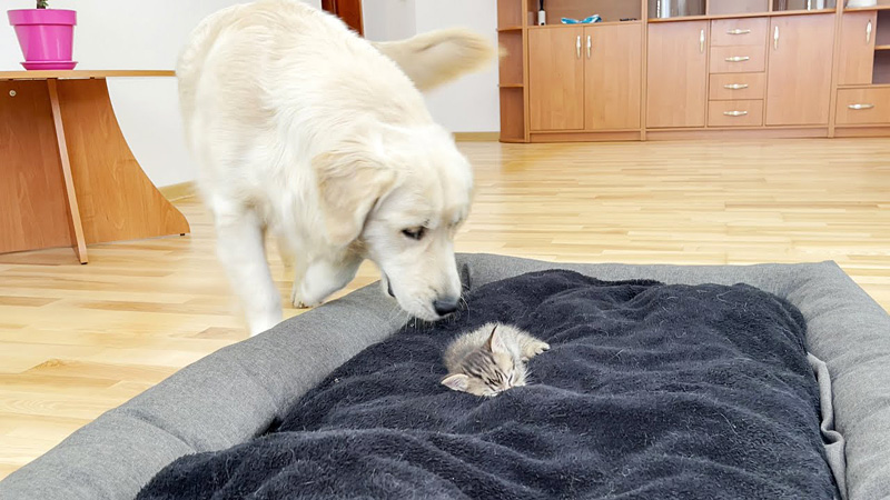 子猫にベッドを占領された犬