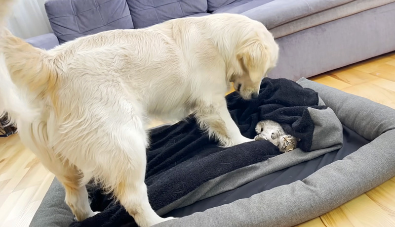 子猫からベッドを取り返そうとする犬
