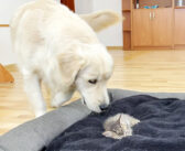 子猫に自分のベッドを占領されてしまったレトリバー。何とかして取り返そうと頑張るも、子猫にどく気はないようで…♪