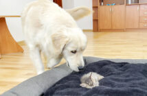 子猫にベッドを占領された犬