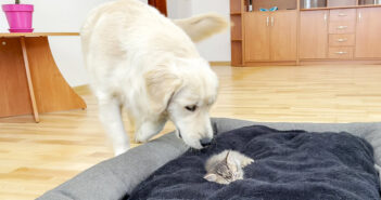 子猫に自分のベッドを占領されてしまったレトリバー。何とかして取り返そうと頑張るも、子猫にどく気はないようで…♪