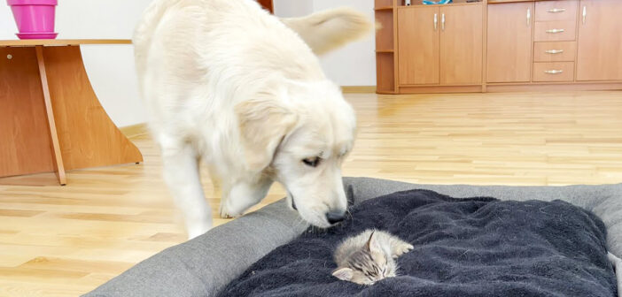 子猫にベッドを占領された犬