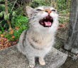 鳴く猫