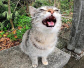 公園にいた野良猫をナデナデしたら、近くのベンチに誘われた♪ 隣に座ってみると、愛らしい声で次々と話し掛けてきた♡