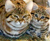 動物園でクロアシネコの赤ちゃんが誕生！ その愛らしい姿がみんなの心を次々ととりこに (〃∇〃)♡