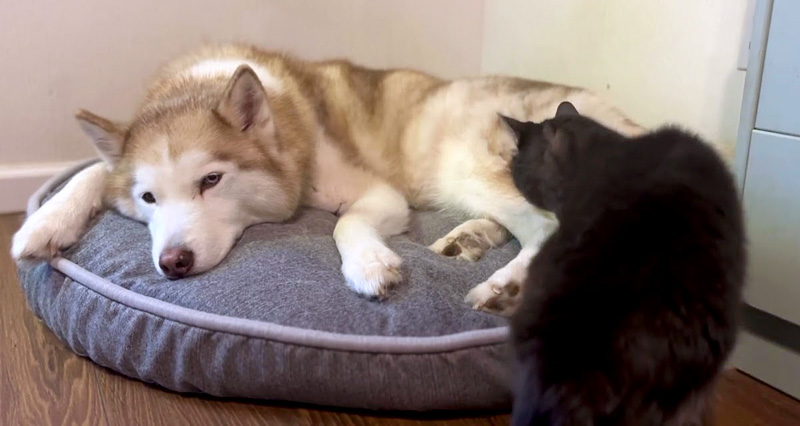 ハスキー犬に寄り添う猫