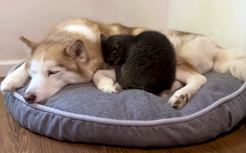 ハスキー犬に寄り添う猫