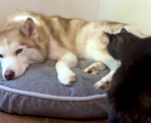 暴風雨の中、気持ちを落ち着かせるために大好きなハスキー犬に寄り添った猫。その愛らしい姿に心がホッと温まる (*´ェ`*)