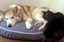 ハスキー犬に寄り添う猫