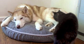 ハスキー犬に寄り添う猫