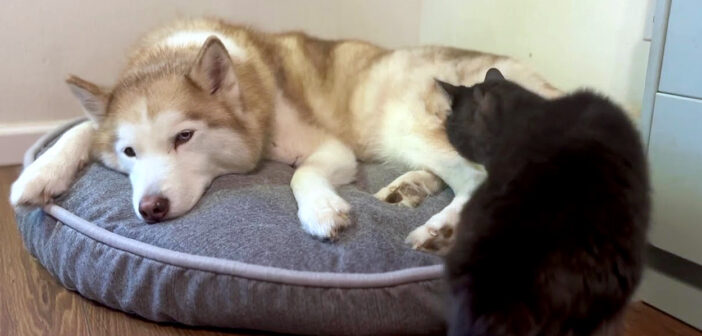 ハスキー犬に寄り添う猫