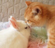 仲良しな子猫とウサギ