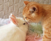 幼い頃からずっと一緒のウサギのことが大好きな子猫。お互いのそばから離れずに楽しい時間を過ごす姿にホッとする♡