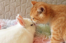 仲良しな子猫とウサギ