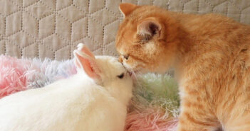 仲良しな子猫とウサギ