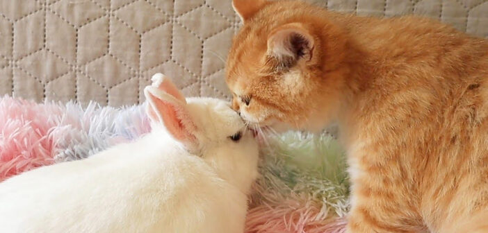 幼い頃からずっと一緒のウサギのことが大好きな子猫。お互いのそばから離れずに楽しい時間を過ごす姿にホッとする♡