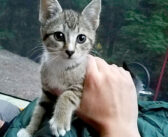 山奥でキャンプをしていると、子猫が真夜中に訪ねてきた！ そのままテントの中で眠り始めて、翌日には家族になる♪