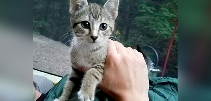 山奥でキャンプをしていると、子猫が真夜中に訪ねてきた! そのままテントの中で眠り始めて、翌日には家族になる♪