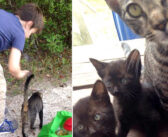 キャンプ中の親子にご飯をもらって野良猫。いつの間にか姿を消したと思ったら、3匹の子猫達を連れて来た！