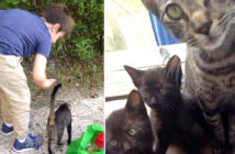 キャンプ場で出会った猫の親子