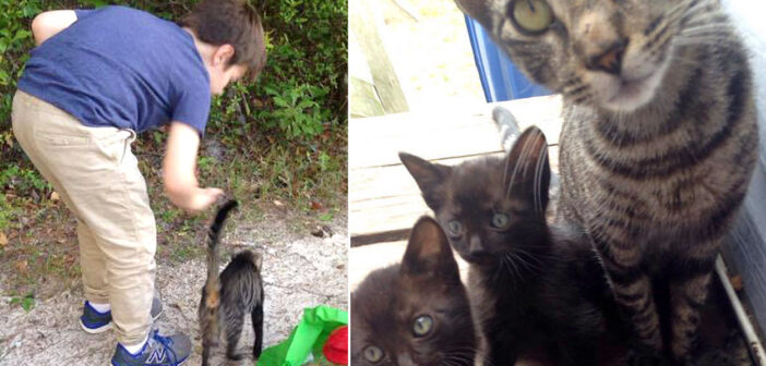 キャンプ中の親子にご飯をもらって野良猫。いつの間にか姿を消したと思ったら、3匹の子猫達を連れて来た！