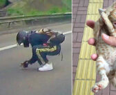 混雑した道路の真ん中で動けなくなっていた子猫。1人の男性が車を制止し、幼い命を助け出す!