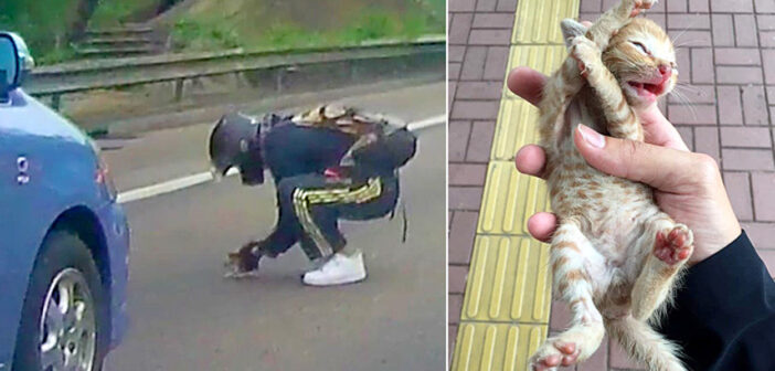混雑した道路の真ん中で動けなくなっていた子猫。1人の男性が車を制止し、幼い命を助け出す！