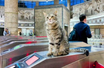 地下鉄の改札の猫