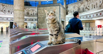 地下鉄の改札でくつろいでいた猫さん。自動改札で引っかかった乗客の元に心配そうに駆け寄る姿が可愛かった♡