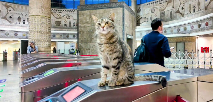 地下鉄の改札でくつろいでいた猫さん。自動改札で引っかかった乗客の元に心配そうに駆け寄る姿が可愛かった♡