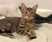 帰宅すると家の中に見知らぬ子猫が! どうやら留守中に愛犬が連れて帰ってきたようで… そのまま家族の一員に♪