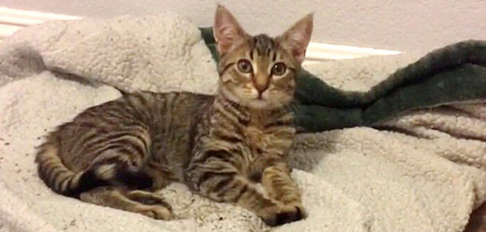 帰宅すると家の中に見知らぬ子猫が! どうやら留守中に愛犬が連れて帰ってきたようで… そのまま家族の一員に♪