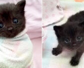 保護された後も鳴き止まず、ご飯を拒否し続けた幼い子猫。優しい夫婦のアイデアで、ついにご飯を食べられるように！