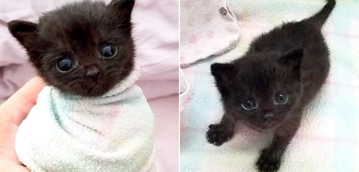 保護された後も鳴き止まず、ご飯を拒否し続けた幼い子猫。優しい夫婦のアイデアで、ついにご飯を食べられるように！