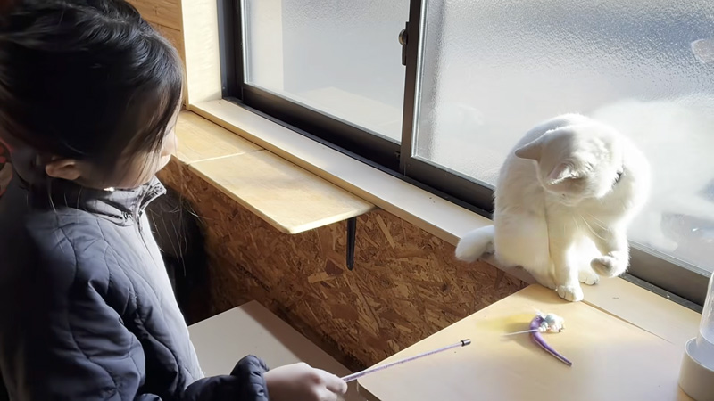 庭猫と遊ぶ女の子