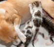 母犬と子猫達