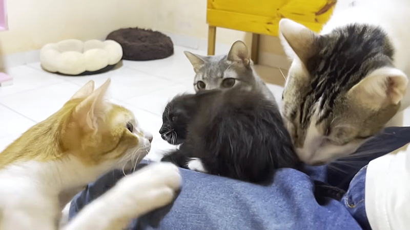 先住猫達に囲まれる保護子猫