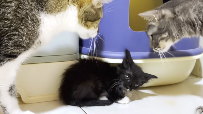 先住猫達にドキドキの保護子猫