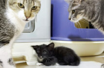 先住猫達にドキドキの保護子猫