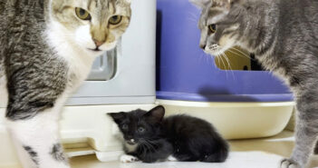 緊張の瞬間! 保護子猫が6匹の先住猫部屋にドキドキの初訪問。どうやら先住猫達は子猫に興味津々のようで… (*´ェ`*) 先住猫達にドキドキの保護子猫