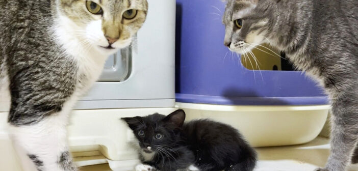 先住猫達にドキドキの保護子猫