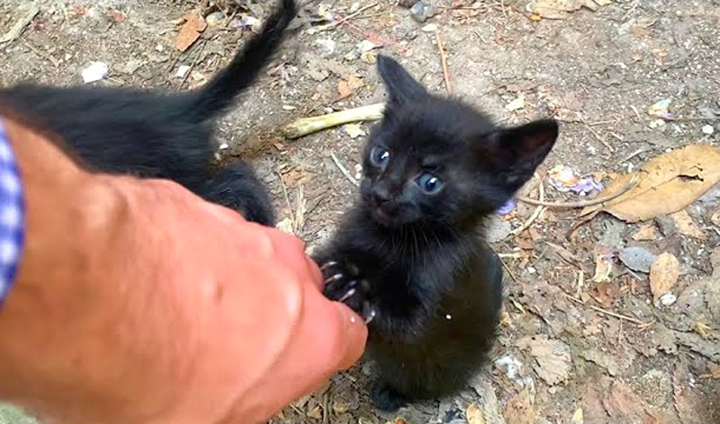 引き留める子猫