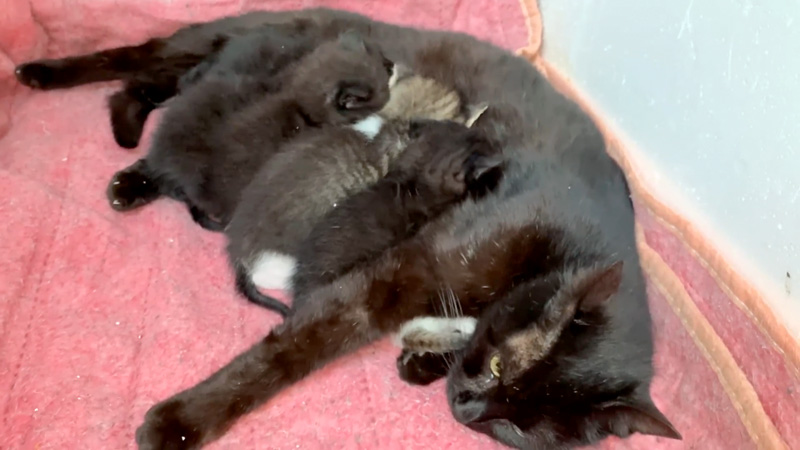 猫の親子のミルクタイム