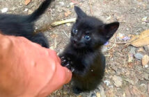 引き留める子猫