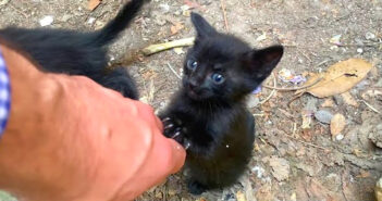 「どこにも行かないで」と引き留める路上暮らしの子猫。いつも世話してくれる優しい男性に自分の気持ちを伝える