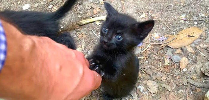 引き留める子猫